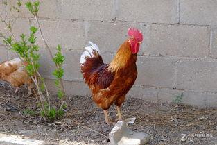 丹东溜达鸡爆料最新消息,揭秘事件背后惊人真相 第3张 丹东溜达鸡爆料最新消息,揭秘事件背后惊人真相 第3张