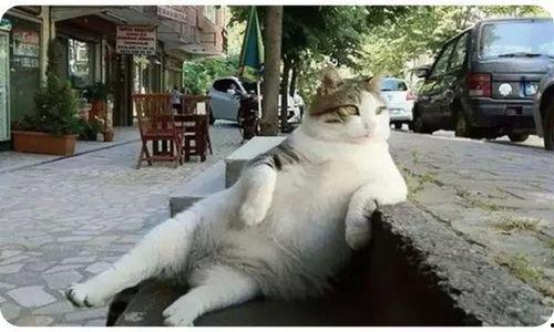 娱乐吃瓜猫捉鸟是真的吗,娱乐吃瓜猫捉鸟事件,真相究竟如何? 第2张 娱乐吃瓜猫捉鸟是真的吗,娱乐吃瓜猫捉鸟事件,真相究竟如何? 第2张